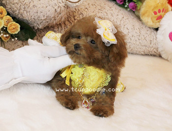 Super Tiny Teacup Poodle - Small Teacup poodle