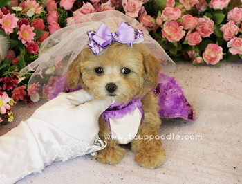 teacup poodle