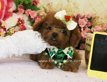 teacup poodle