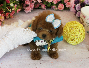 teacup poodle