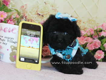 teacup poodle
