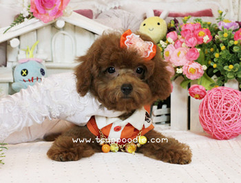 Big Teacup -Teacup Toy Poodle