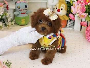 Big Teacup -Teacup Toy Poodle
