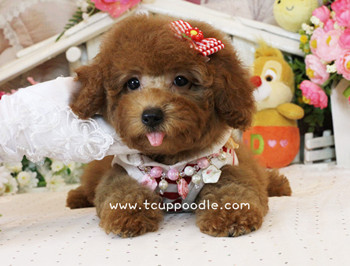 Toy poodle
