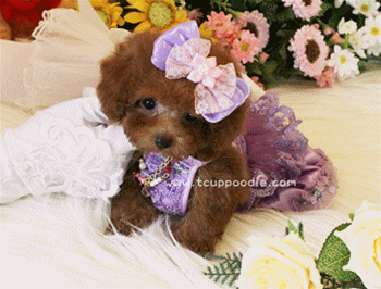 Super Tiny Teacup - Pocket Poodle