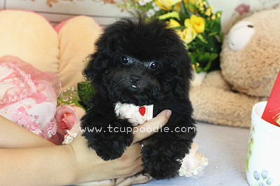 Pocket Teacup poodle