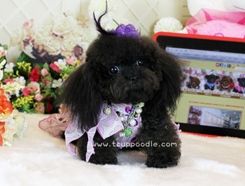 Pocket Teacup poodle