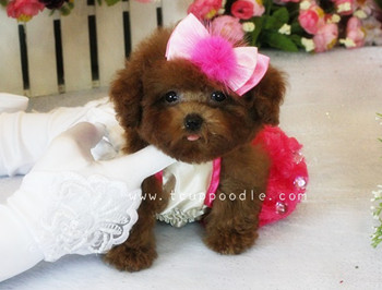 Pocket Teacup poodle
