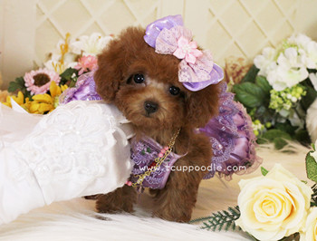 Super Tiny Teacup - Pocket Poodle