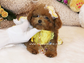 Super Tiny Teacup Poodle - Small Teacup poodle