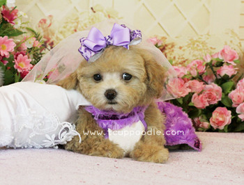 teacup poodle