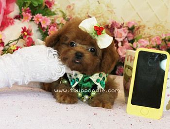 teacup poodle