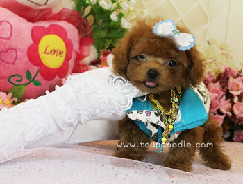 teacup poodle