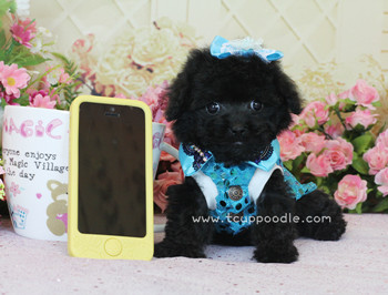 teacup poodle
