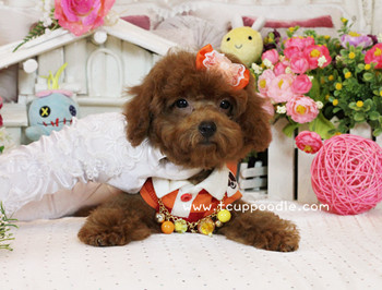 Big Teacup -Teacup Toy Poodle