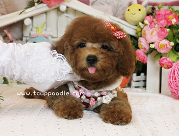 Toy poodle