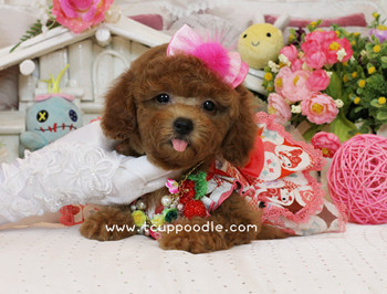 toy poodle