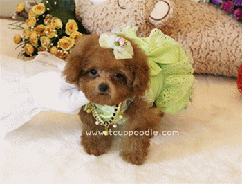 Pocket Teacup - Super Tiny Teacup Poodle
