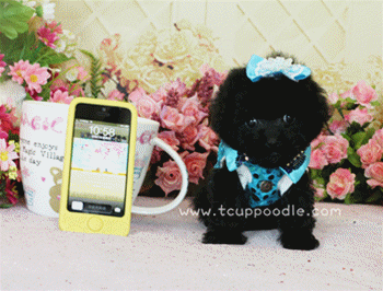 teacup poodle