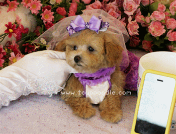 teacup poodle