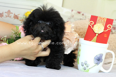 Pocket Teacup poodle