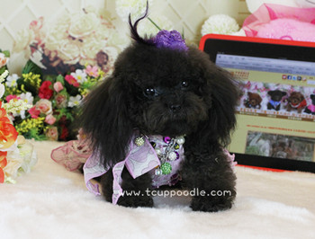 Pocket Teacup poodle