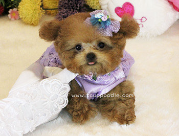 Pocket Teacup poodle
