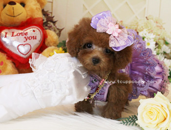 Super Tiny Teacup - Pocket Poodle