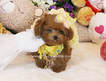 Super Tiny Teacup Poodle - Small Teacup poodle