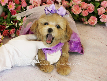 teacup poodle