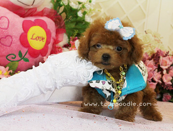 teacup poodle