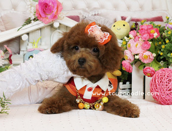 Big Teacup -Teacup Toy Poodle