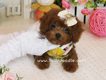 Big Teacup -Teacup Toy Poodle