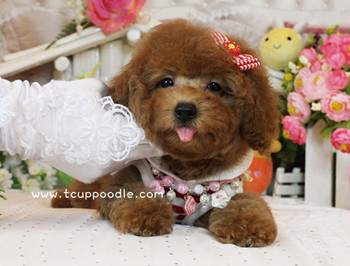 Toy poodle