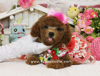 toy poodle