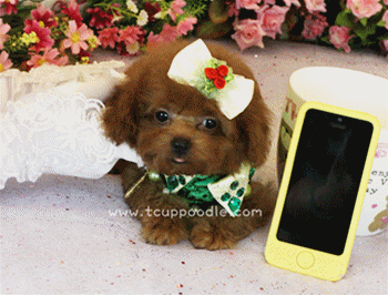 teacup poodle