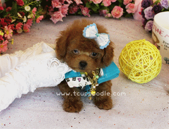 teacup poodle