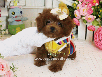 Big Teacup -Teacup Toy Poodle