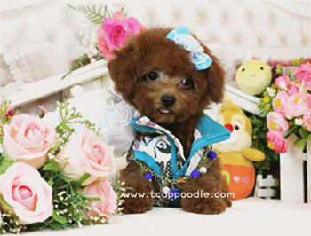 Big Teacup Poodle - Teacup Toy Poodle