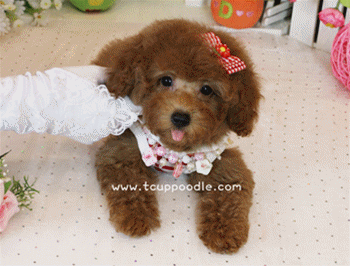 Toy poodle