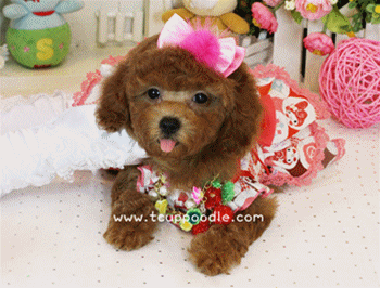 toy poodle