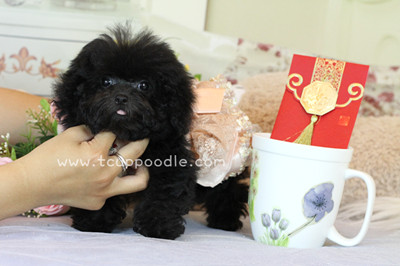 Pocket Teacup poodle