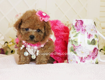 Pocket Teacup poodle