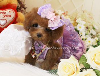 Super Tiny Teacup - Pocket Poodle