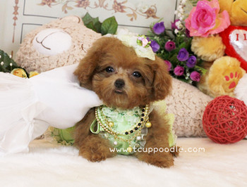 Pocket Teacup - Super Tiny Teacup Poodle