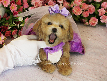 teacup poodle
