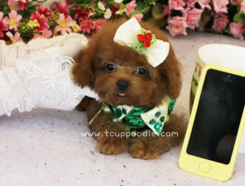 teacup poodle