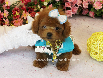 teacup poodle