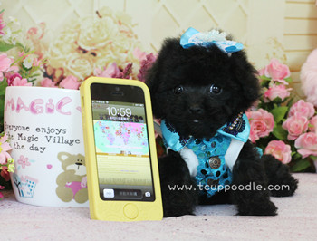 teacup poodle
