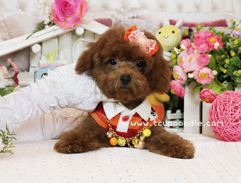 Big Teacup -Teacup Toy Poodle